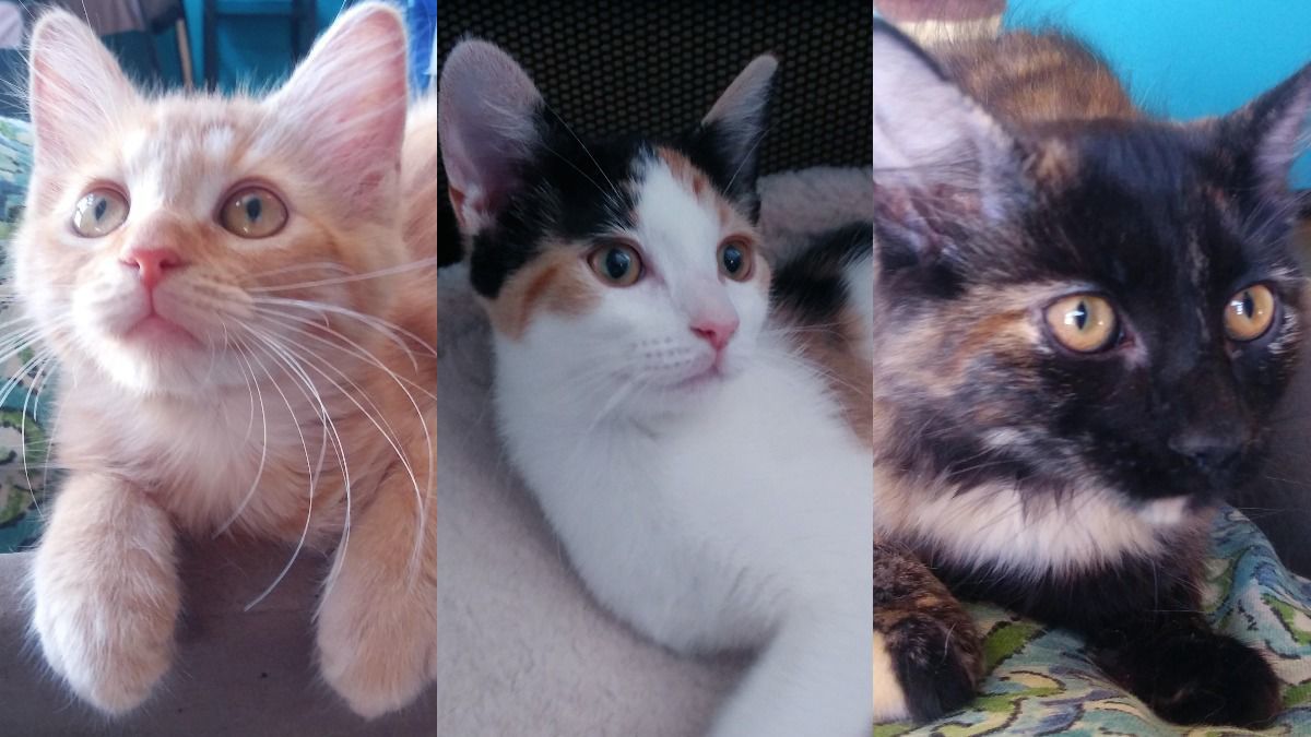 Adopt a friend: Harper, Hannah and Heidi